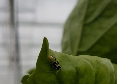 Biologisch / milieukeur