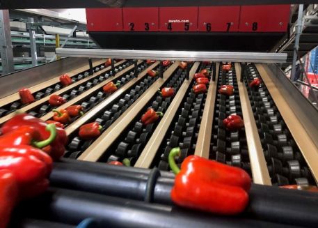 Wij zijn DE paprika specialist