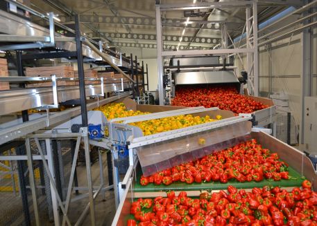 Wij zijn DE paprika specialist