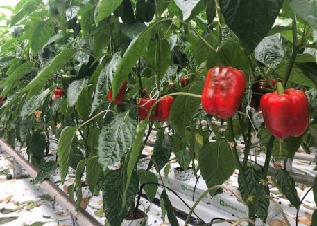 Wij zijn DE paprika specialist