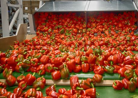 Wij zijn DE paprika specialist